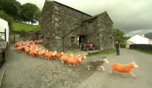 2-%d9%85%d8%b2%d8%a7%d8%b1%d8%b9-%d8%a5%d9%86%d8%ac%d9%84%d9%8a%d8%b2%d9%8a-%d9%88%d8%a3%d8%ba%d9%86%d8%a7%d9%85-%d8%a8%d8%b1%d8%aa%d9%82%d8%a7%d9%84%d9%8a%d8%a9