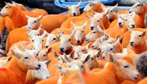 4-%d9%85%d8%b2%d8%a7%d8%b1%d8%b9-%d9%88%d8%a3%d8%ba%d9%86%d8%a7%d9%85-%d8%a8%d8%b1%d8%aa%d9%82%d8%a7%d9%84%d9%8a%d8%a9